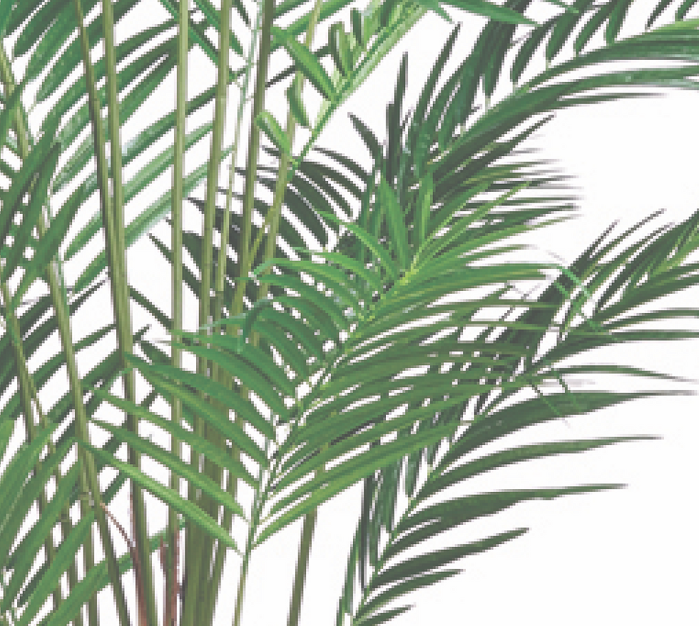 Thumbnail: AS2023 Palmera Areca  | 210 cm