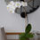 Miniatura: SF2712 Arreglo de 1 Orquídea en cubo de vidrio | 80 cm
