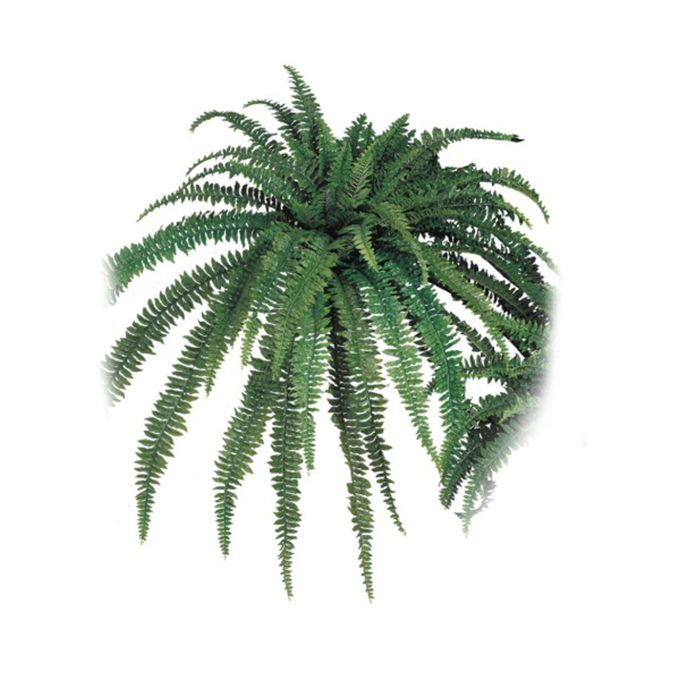 LS411 Helecho Boston | 208 cm