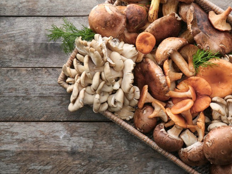Settembre: i funghi