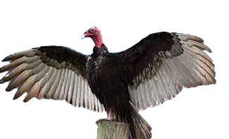 vulture_edited.png