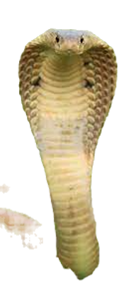 snake2_edited.png