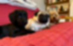 dog 12.jpeg