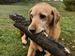 dog 2.jpeg
