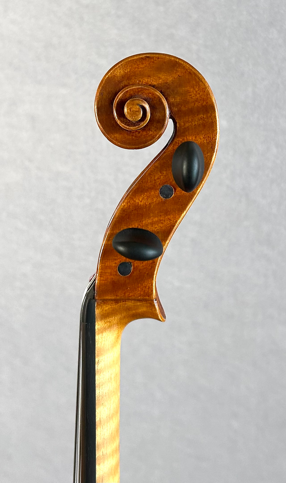 Thumbnail: VIOLA | Douglas Coghill