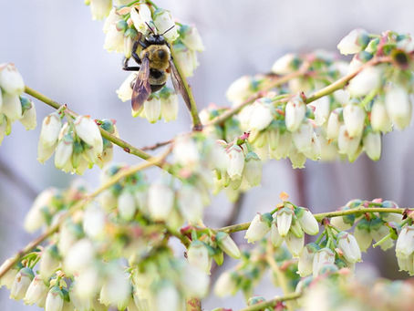 Buzzing for Blueberries: Why Bees are Critical to Pollination