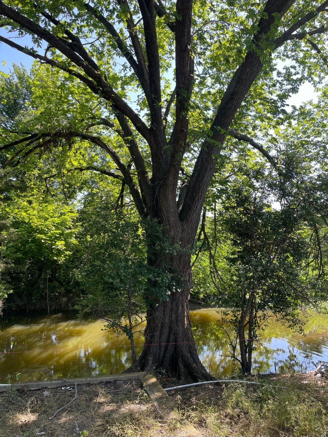Need tree removed in Dallas