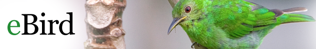 eBird