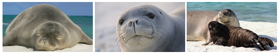 Hawaii Monk Seal Project