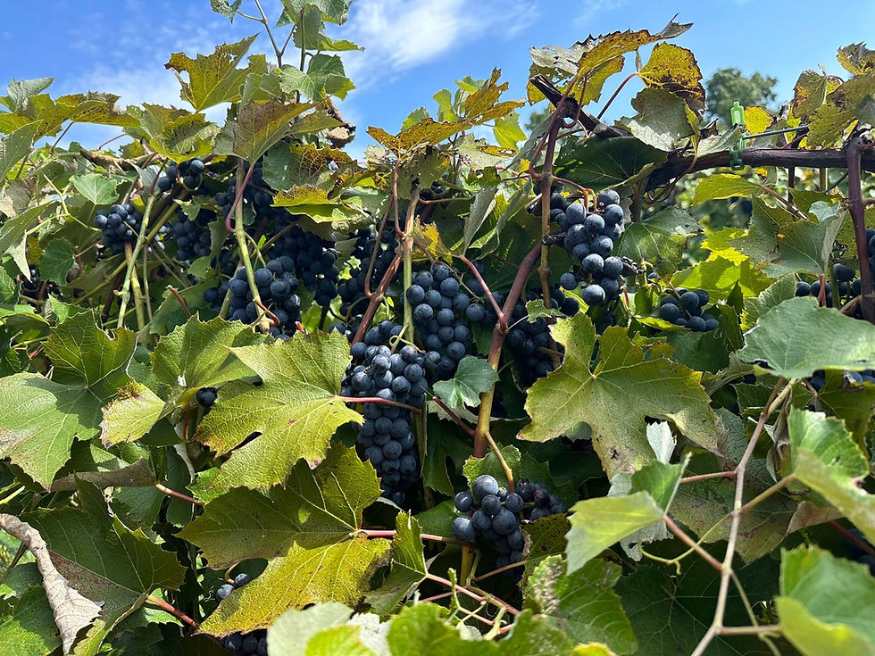 TBV - Grapes.jpg