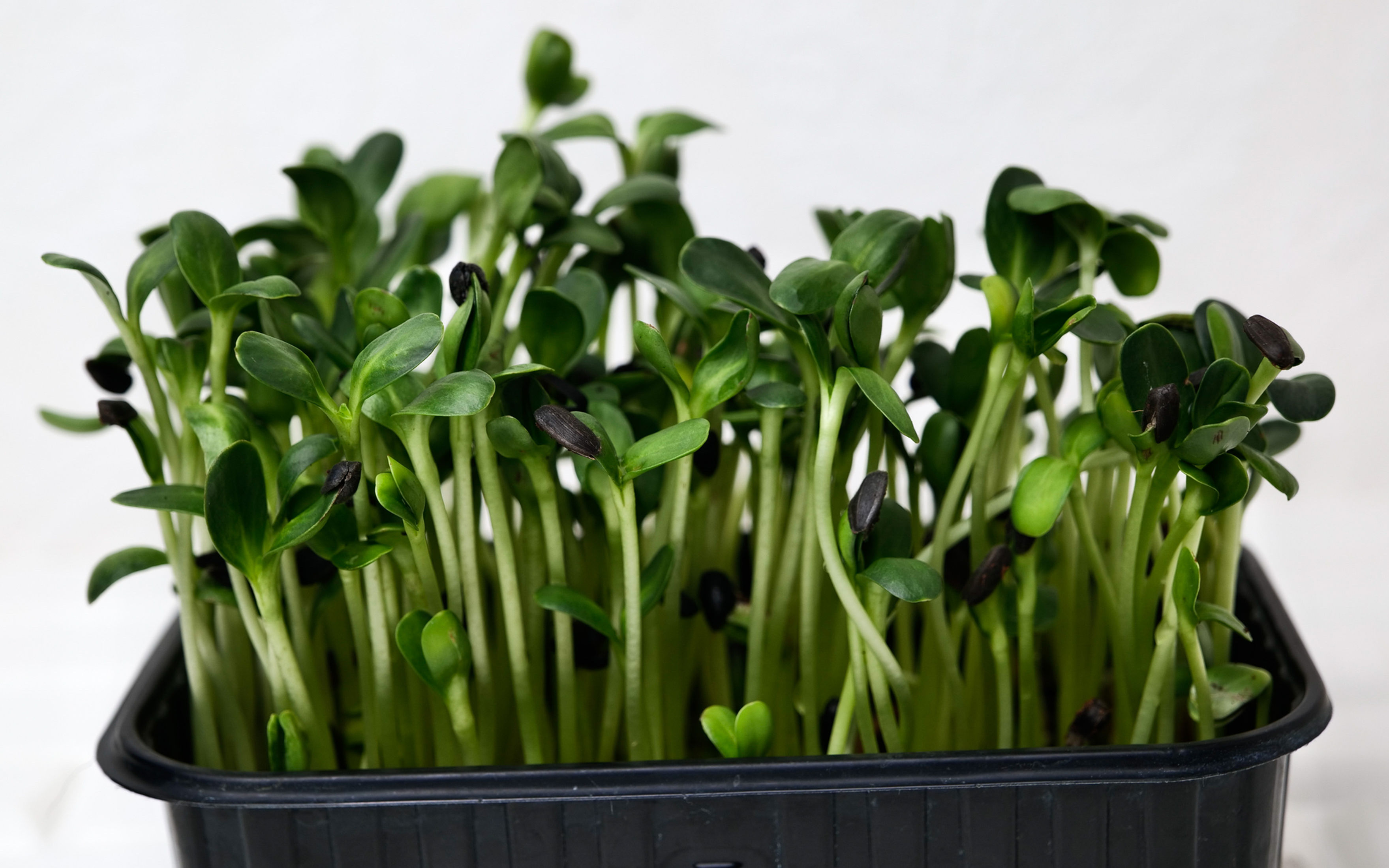 Micro Farmz - Grow @ Home Kit