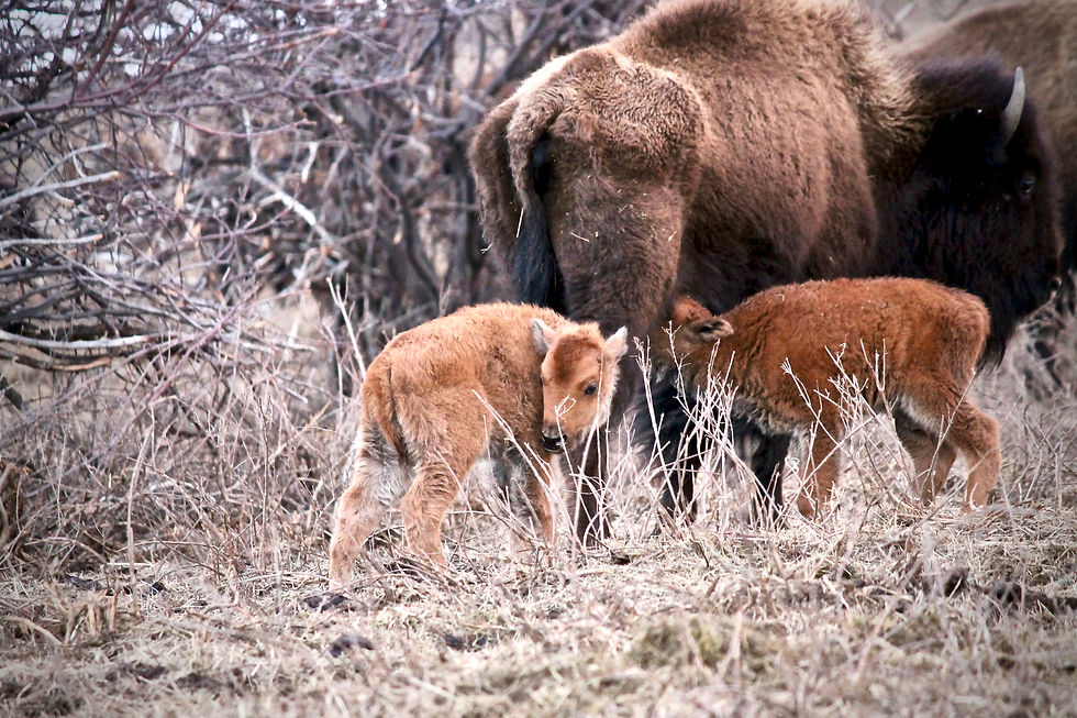 First 2018 Calves
