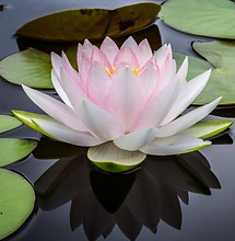 Lotus zen