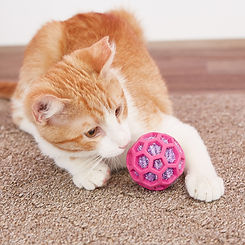 Carlyn Park Cattery What to Bring