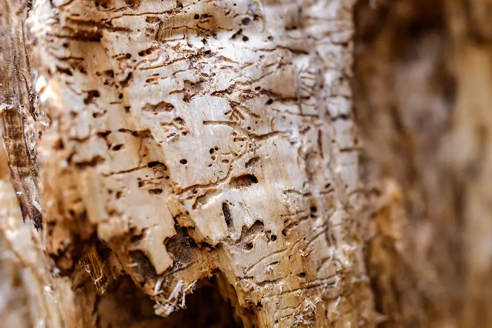 Wood eaten by termites - termite signs on a wood trunk