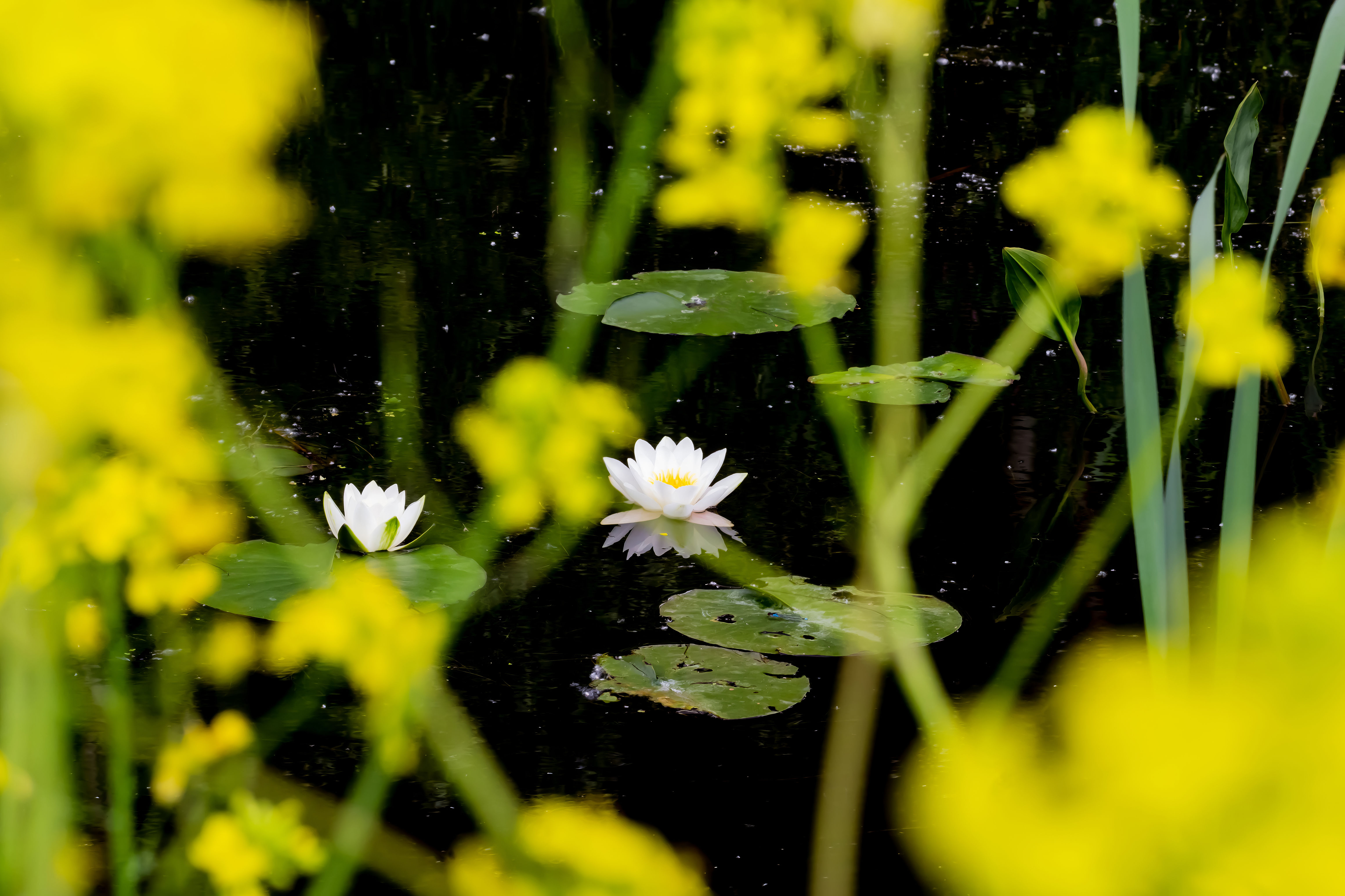 Water lily dream