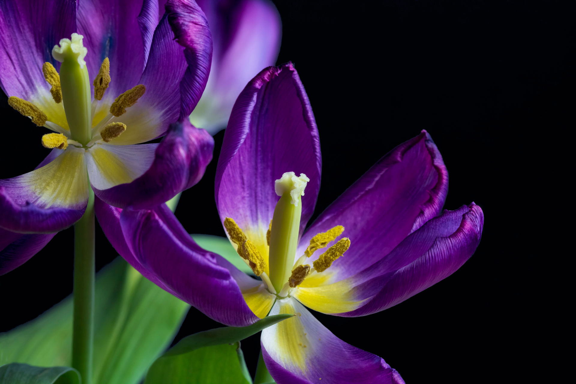 Purple Tulips