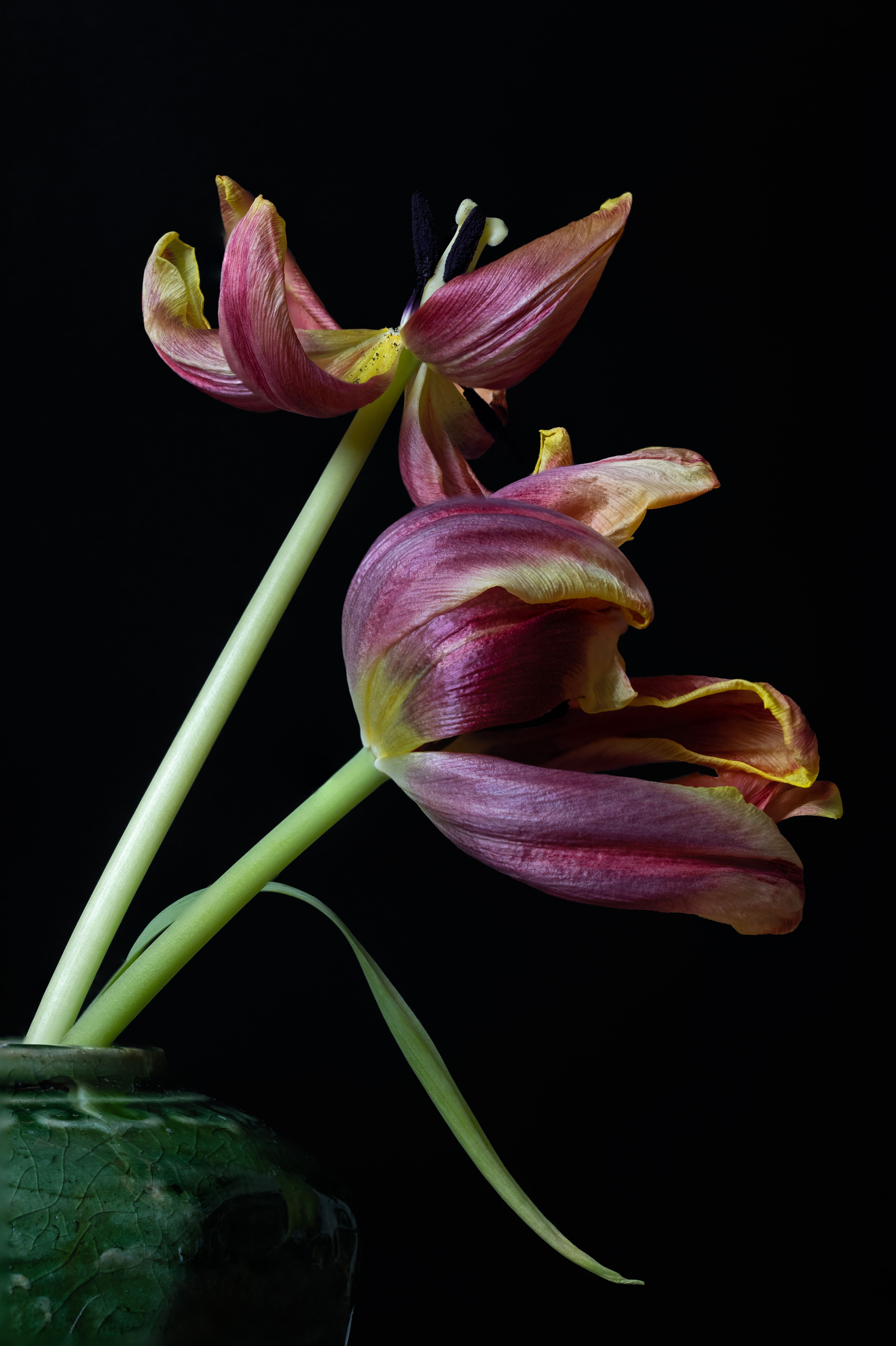 Tulips in a Ginger pot