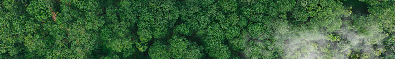 Forest 2 Background