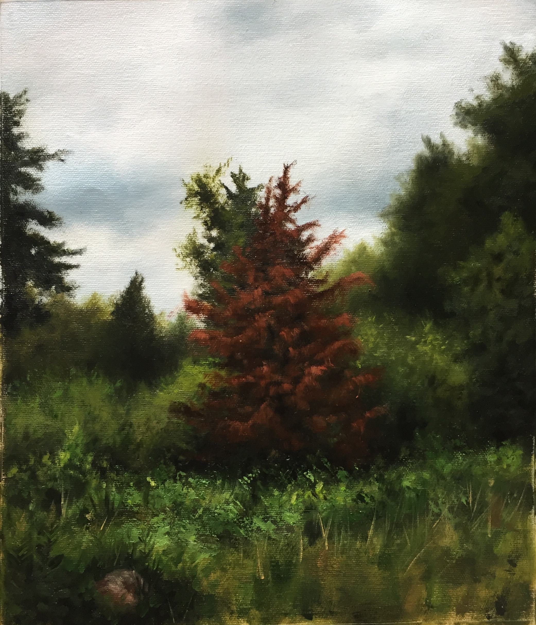 Finnish Scape on a Cloudy Day
