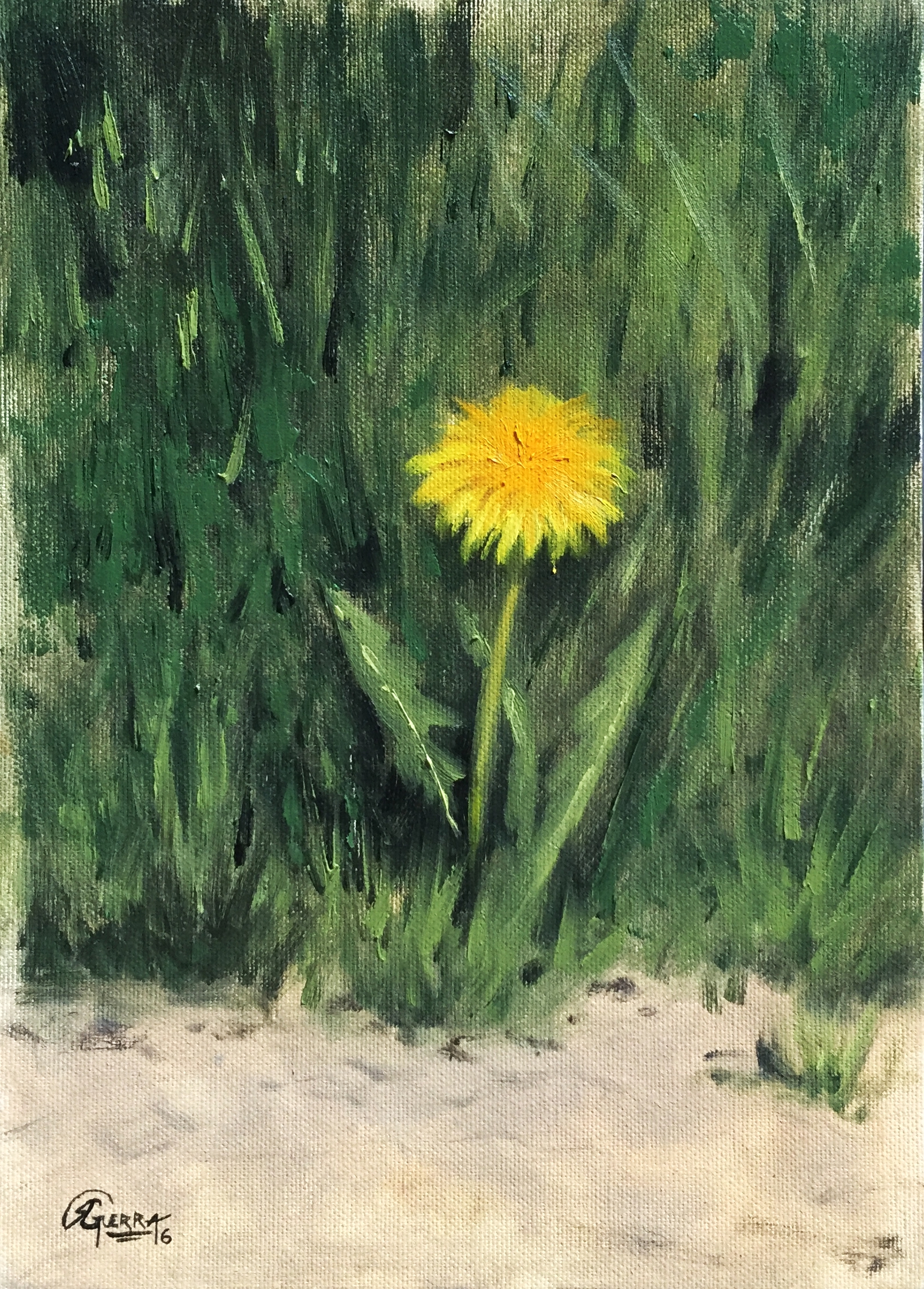 Dandelion Flower 1