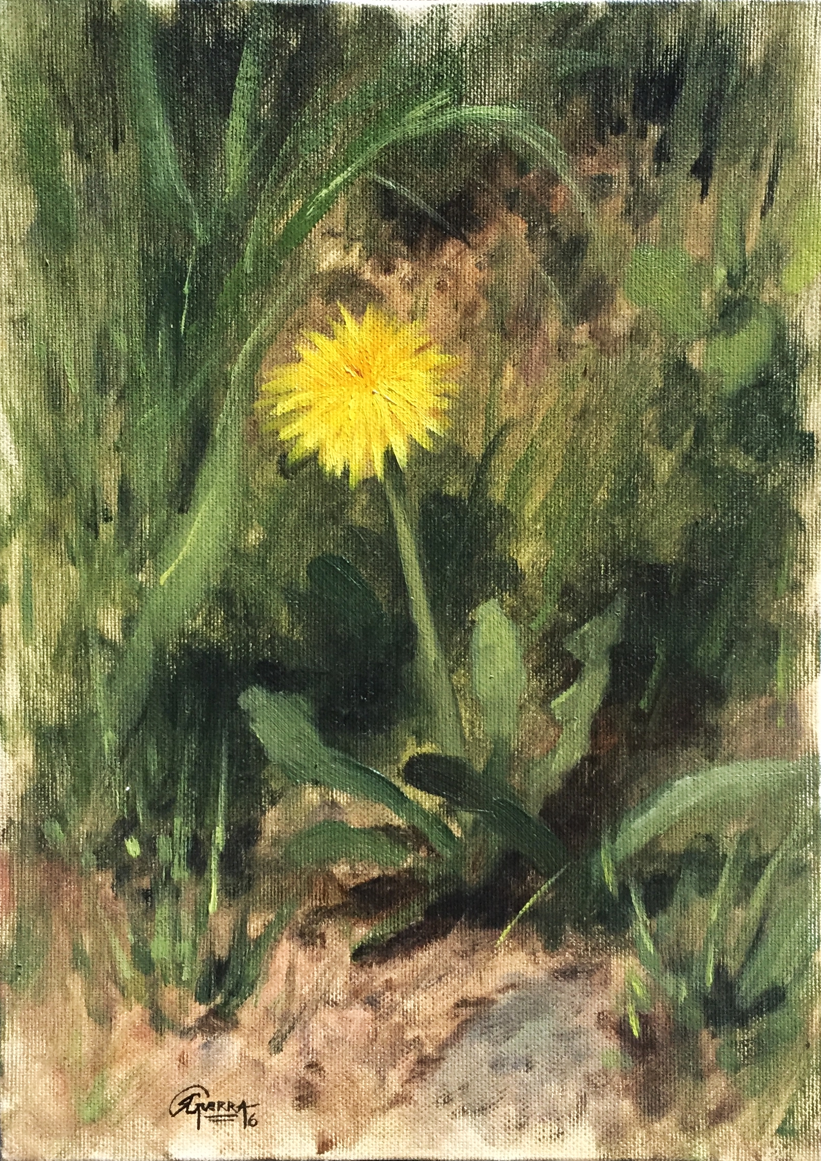 Dandelion Flower 2
