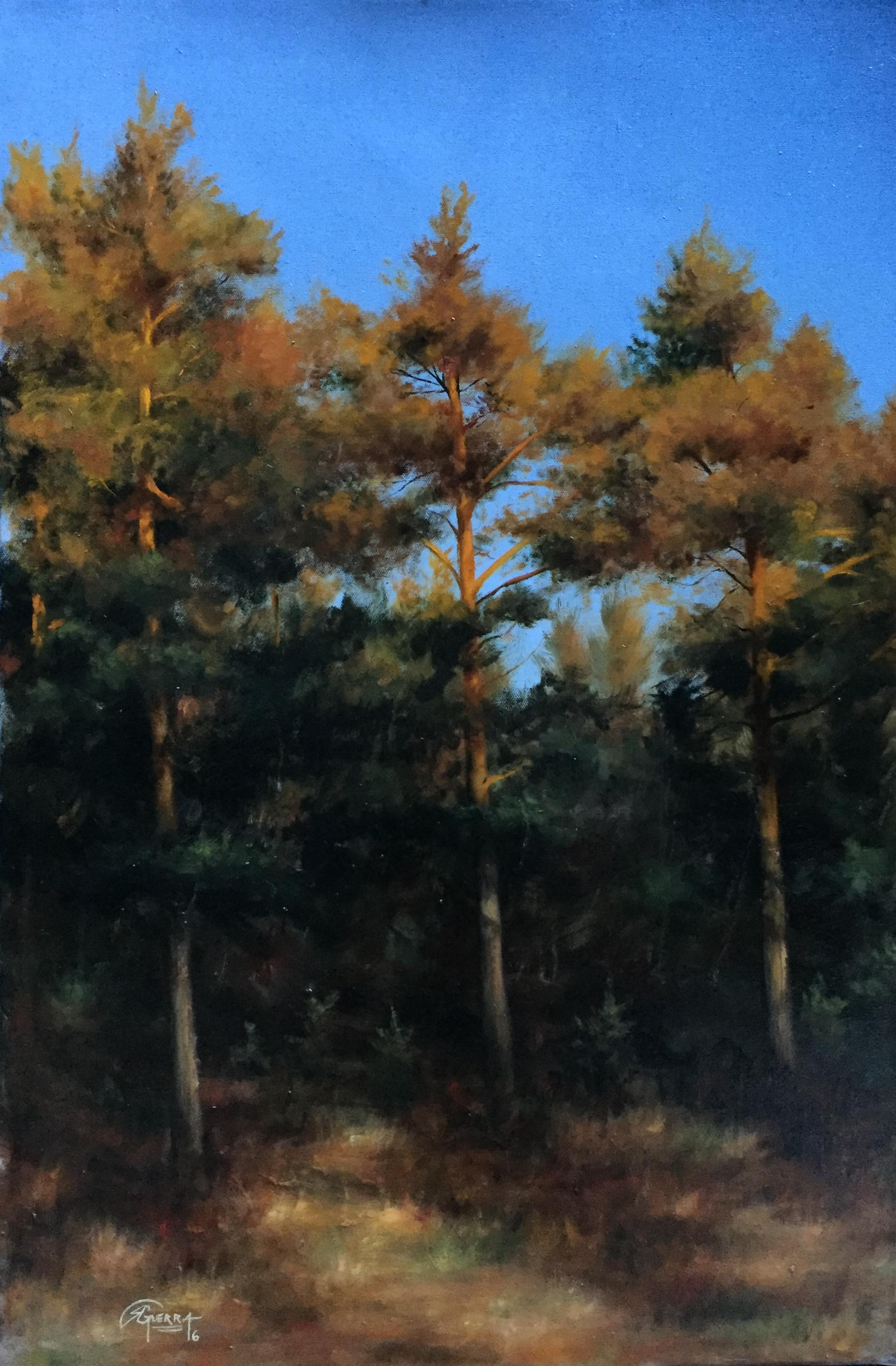 Finnish Pine Trees in Autumn, Rafael Guerra