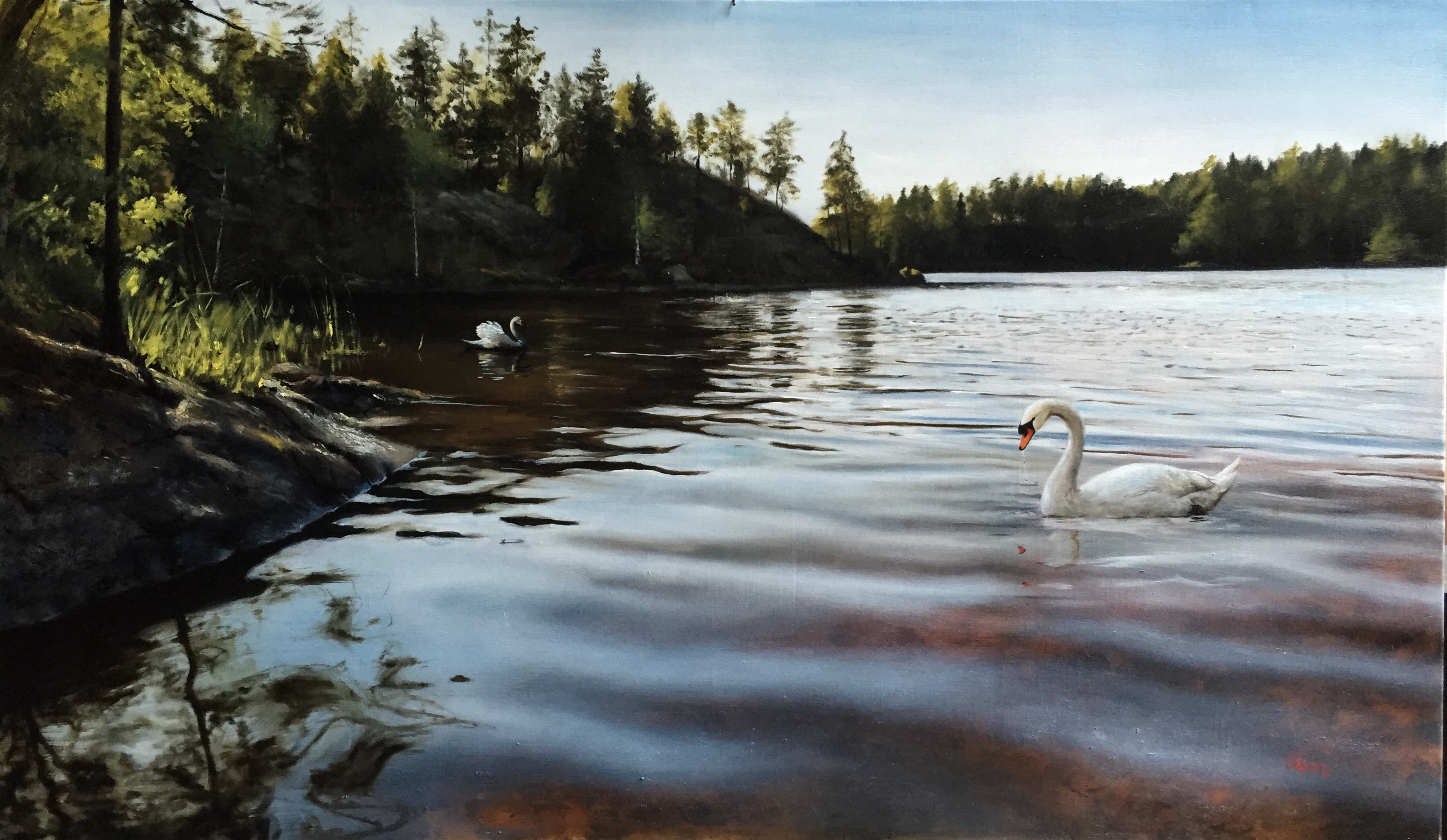Cisnes em um Lago na Finlândia Durante o Verão 1, Rafael Guerra