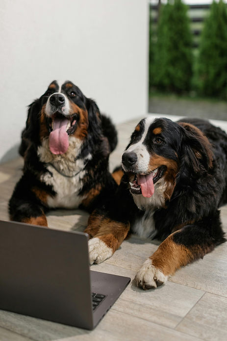 chiens obeissants