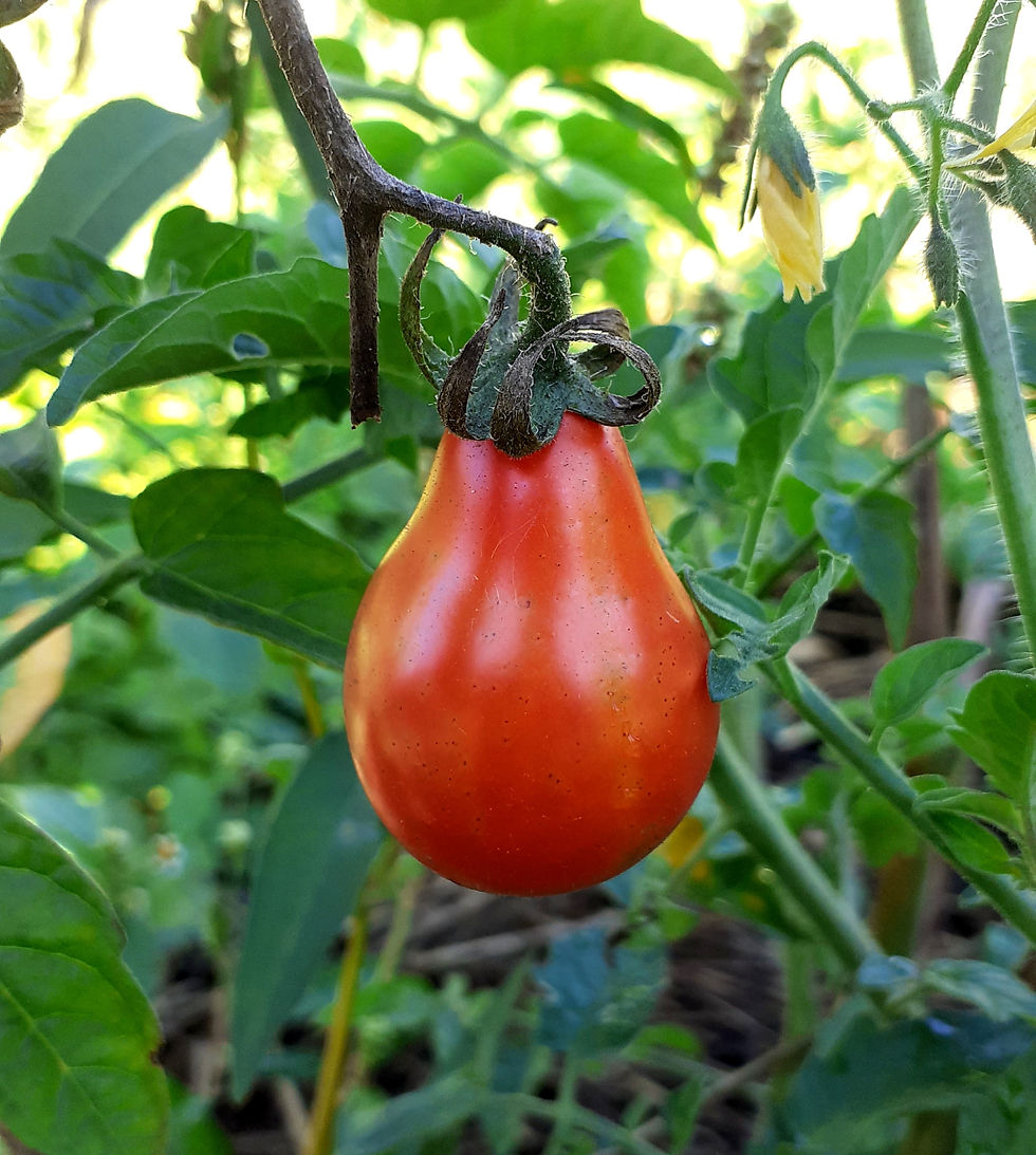 Tomate cerise Poire rouge