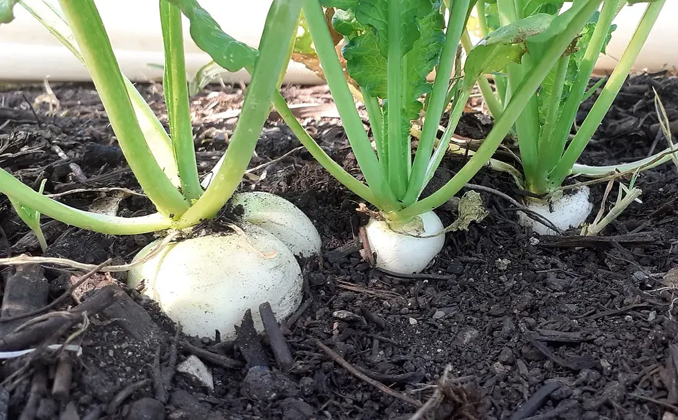 Radis rond White Beauty