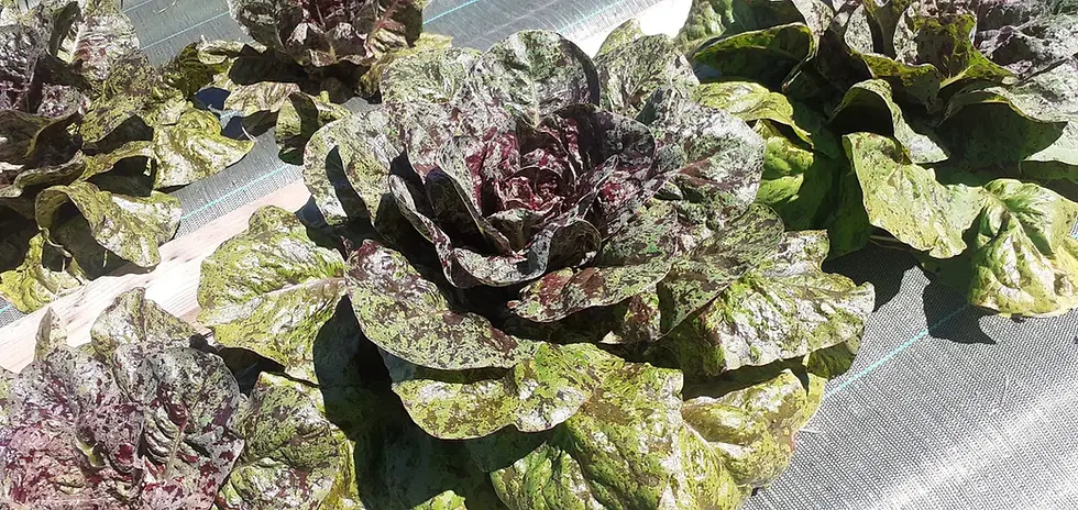 Laitue Flashy Butter Gem