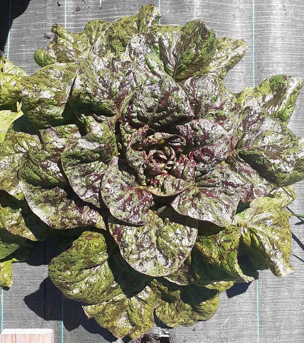 Laitue Flashy Butter Gem