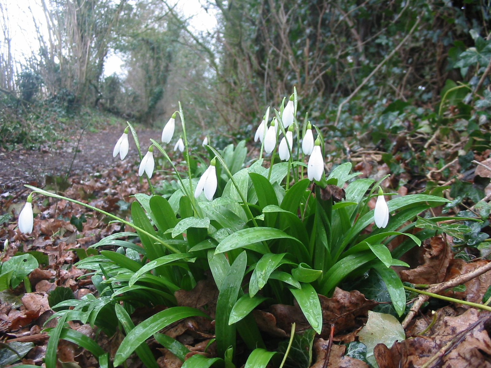 2011-02-Snowdrop