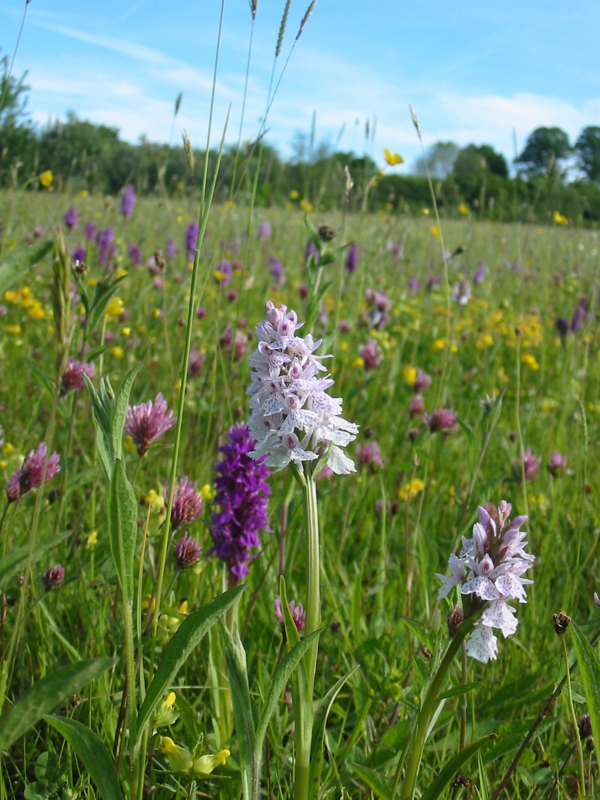 2001-11-Common Spotted Orchid 01