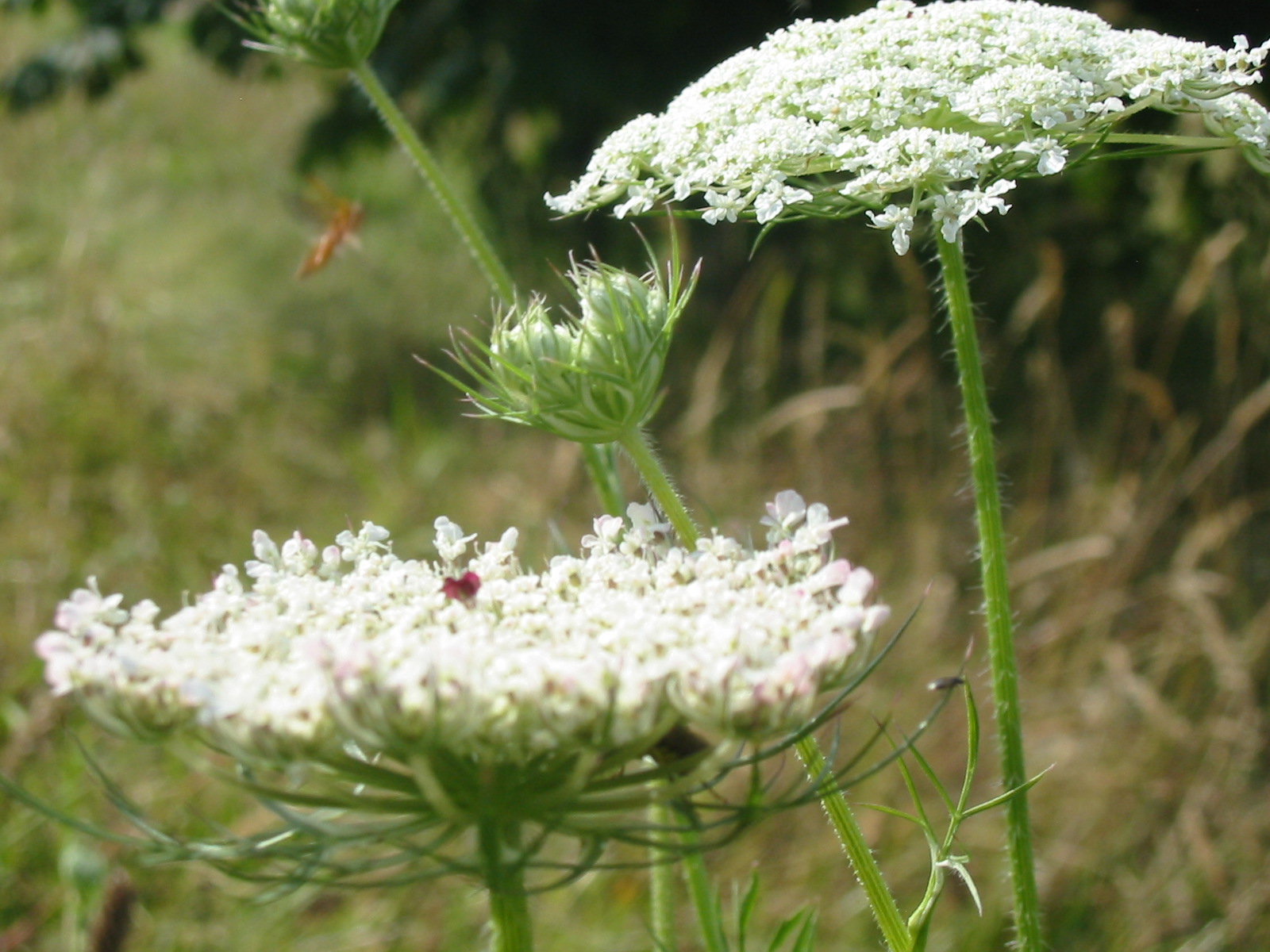 2014-07-Wild Carrot 02