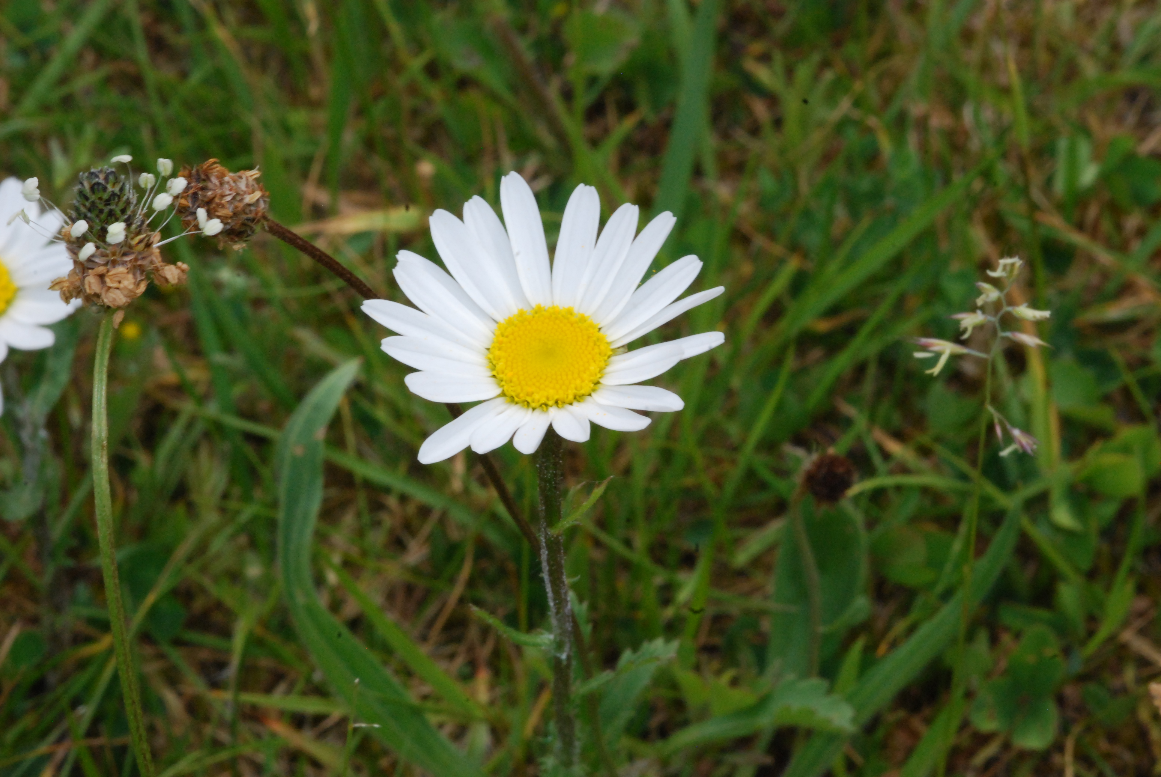 2010-06-Ox-eye Daisy 02