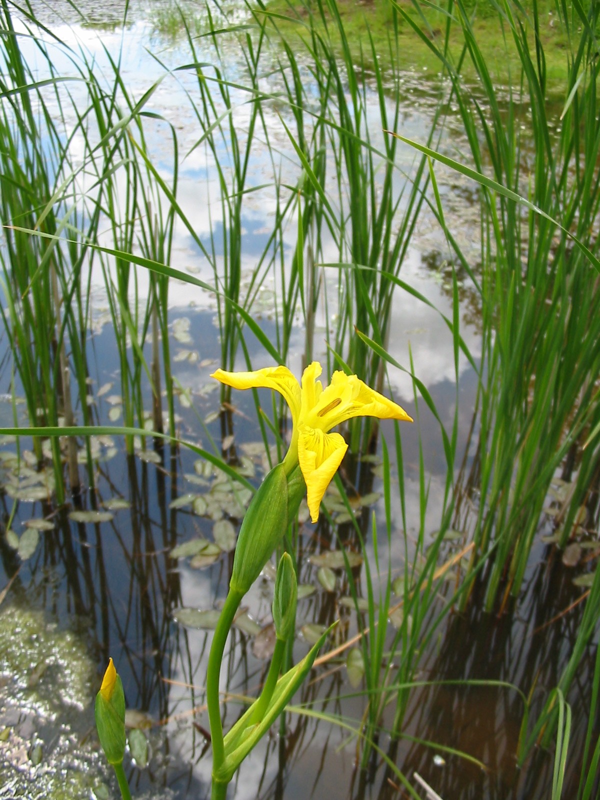 2003-05-Yellow Flag Iris