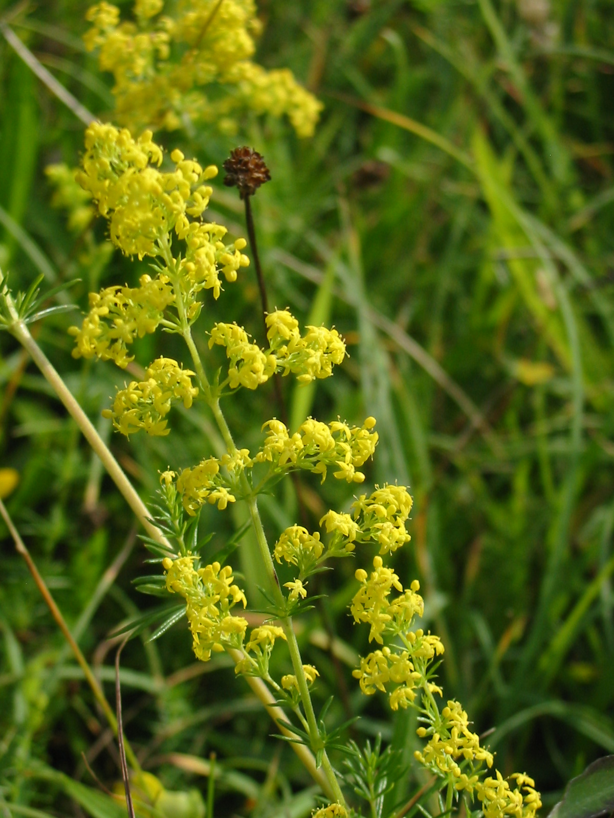 2014-07-Ladys Bedstraw
