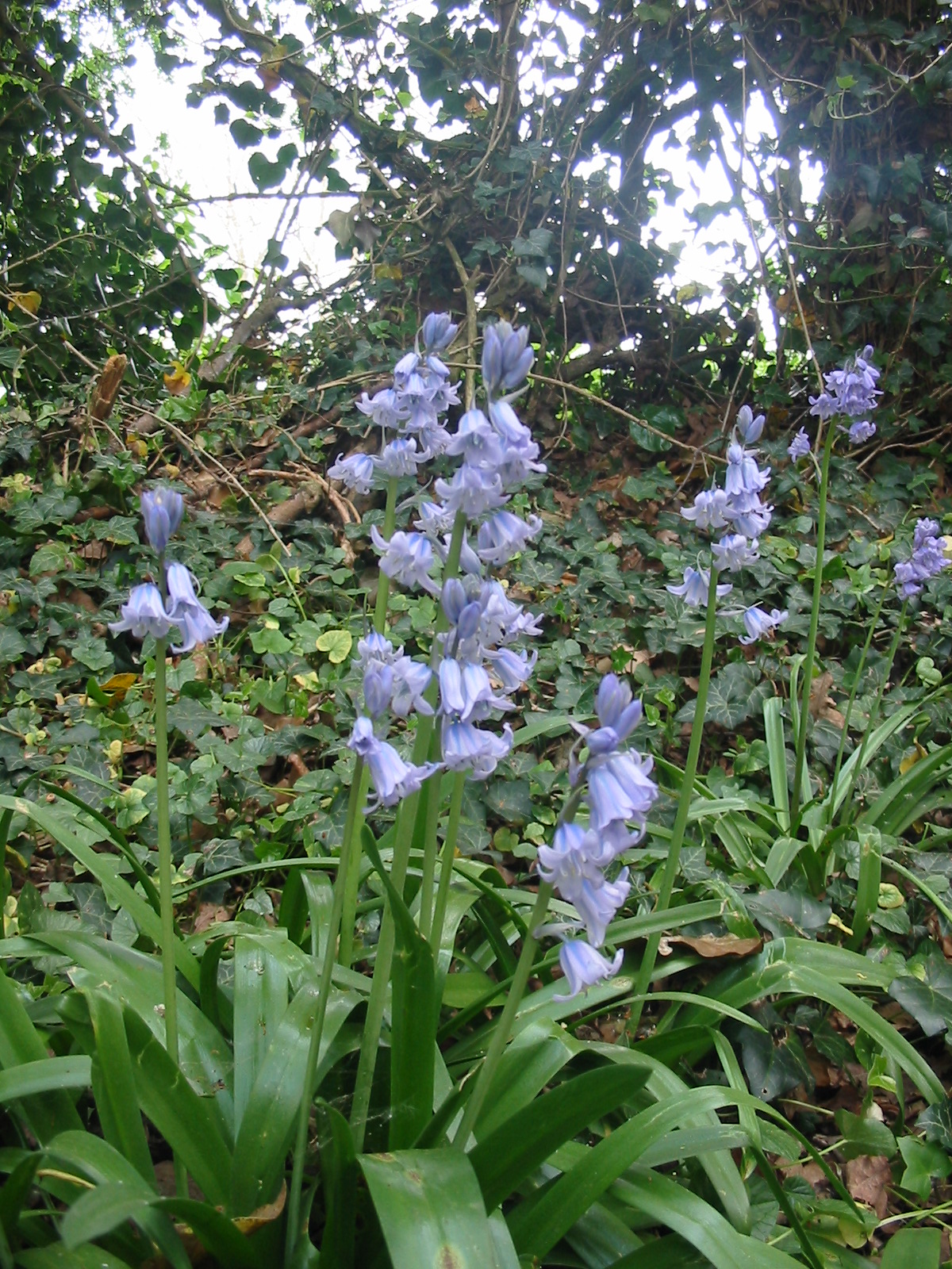 2011-04-Bluebell 01
