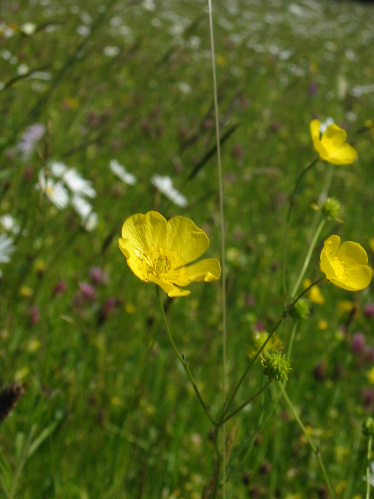2008-09-Common Buttercup