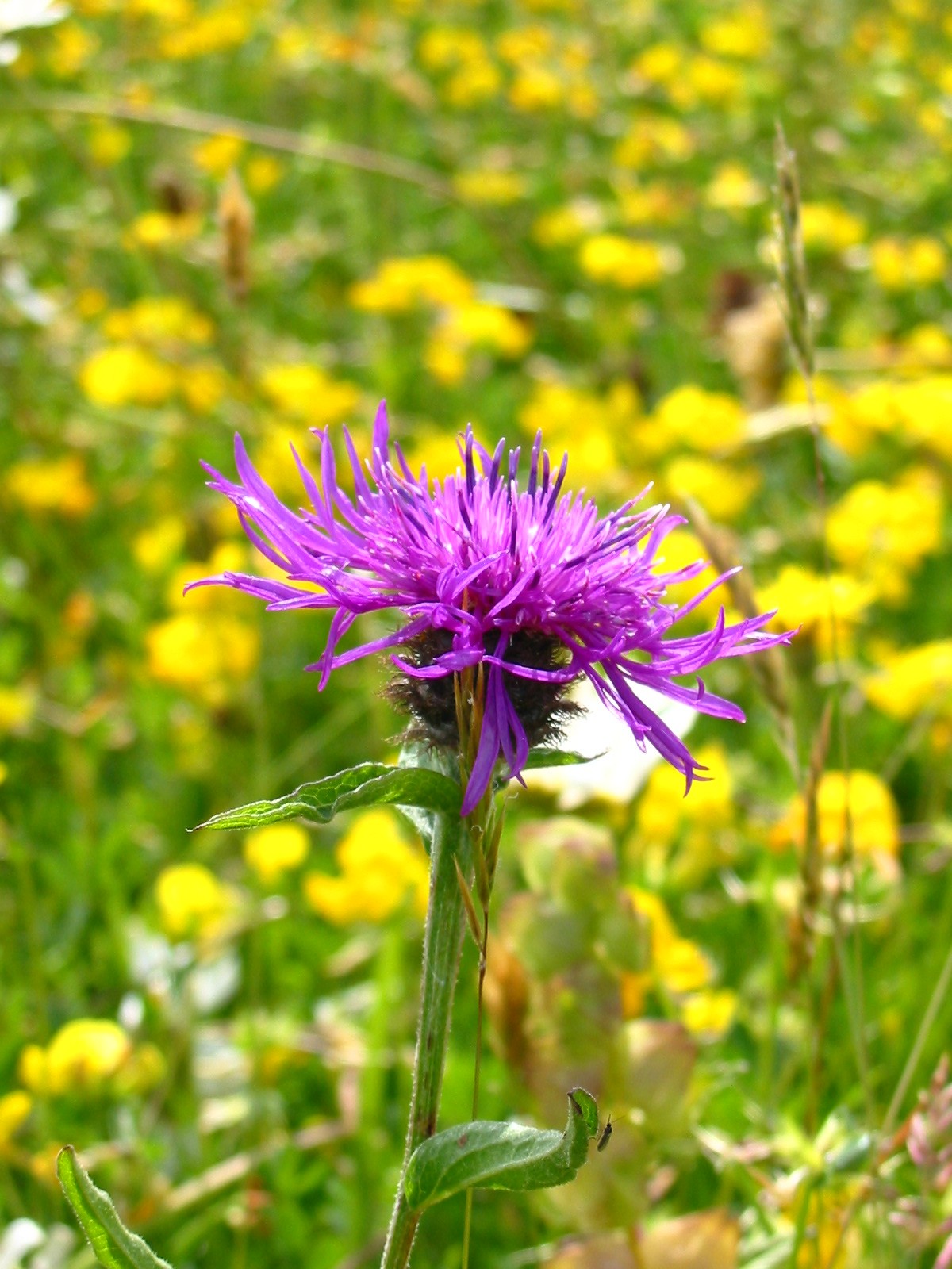 2003-06-Common Knapweed 01