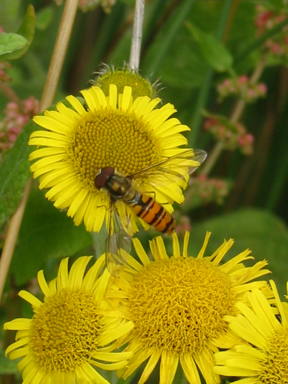 2011-08 Yellow Chamomile