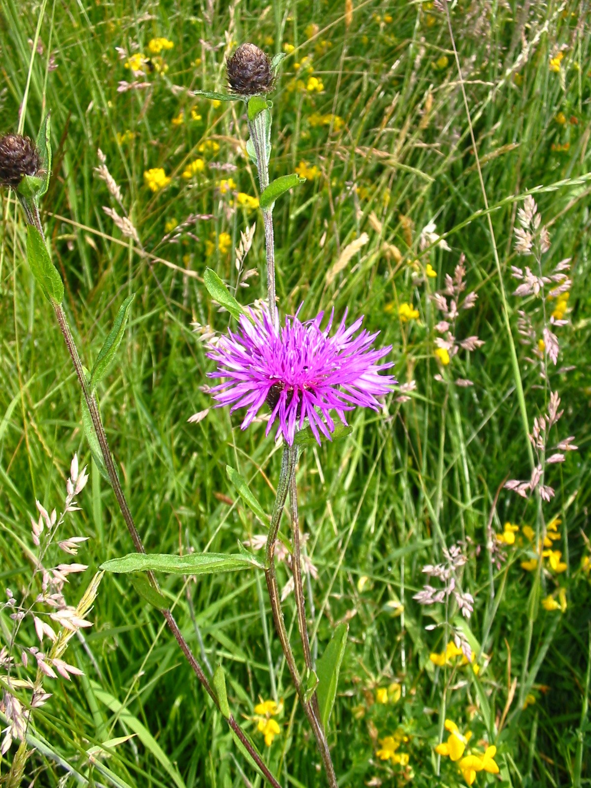 2003-06-Common Knapweed 02