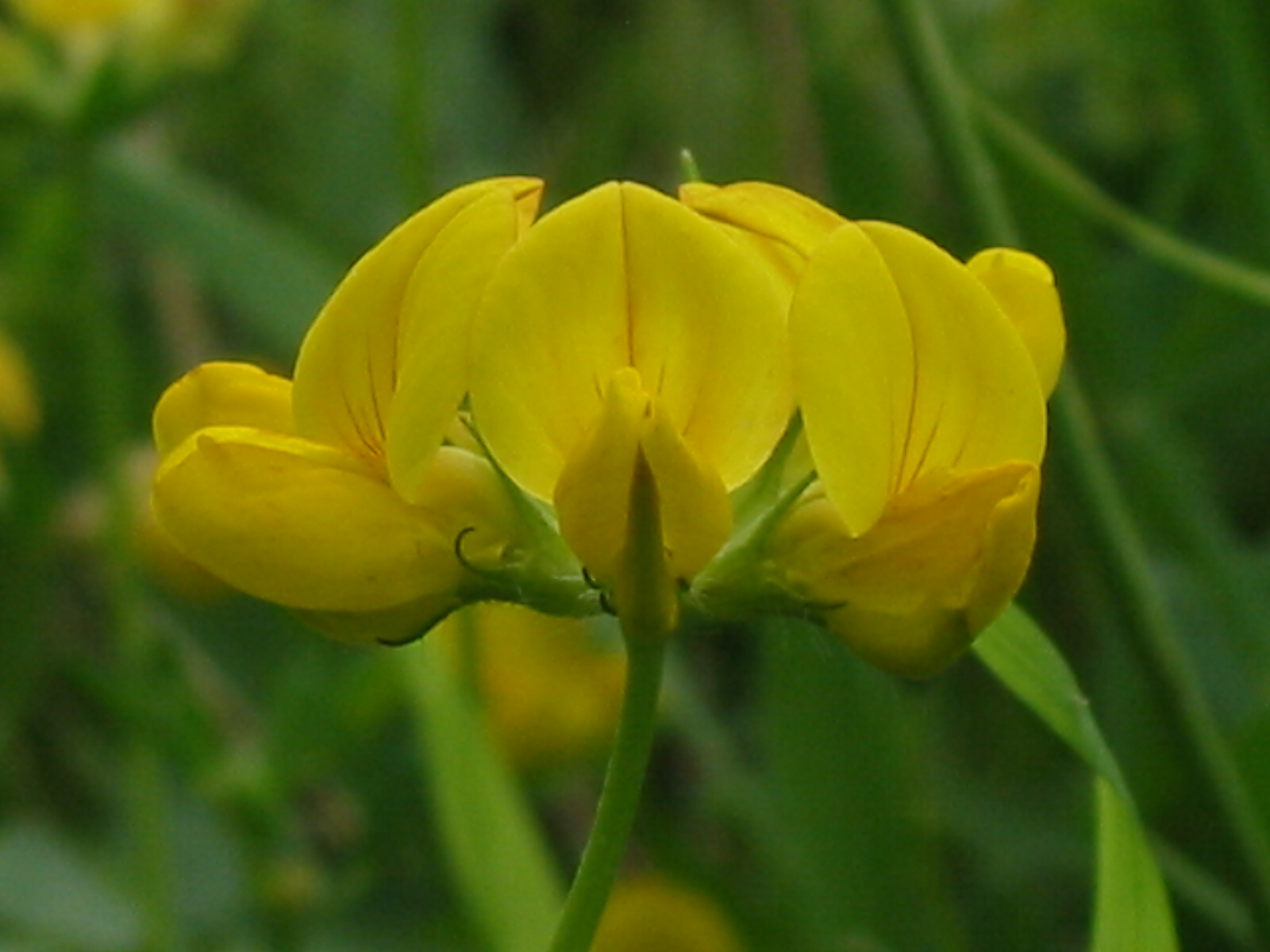 2014-07-Common Birds foot Trefoil