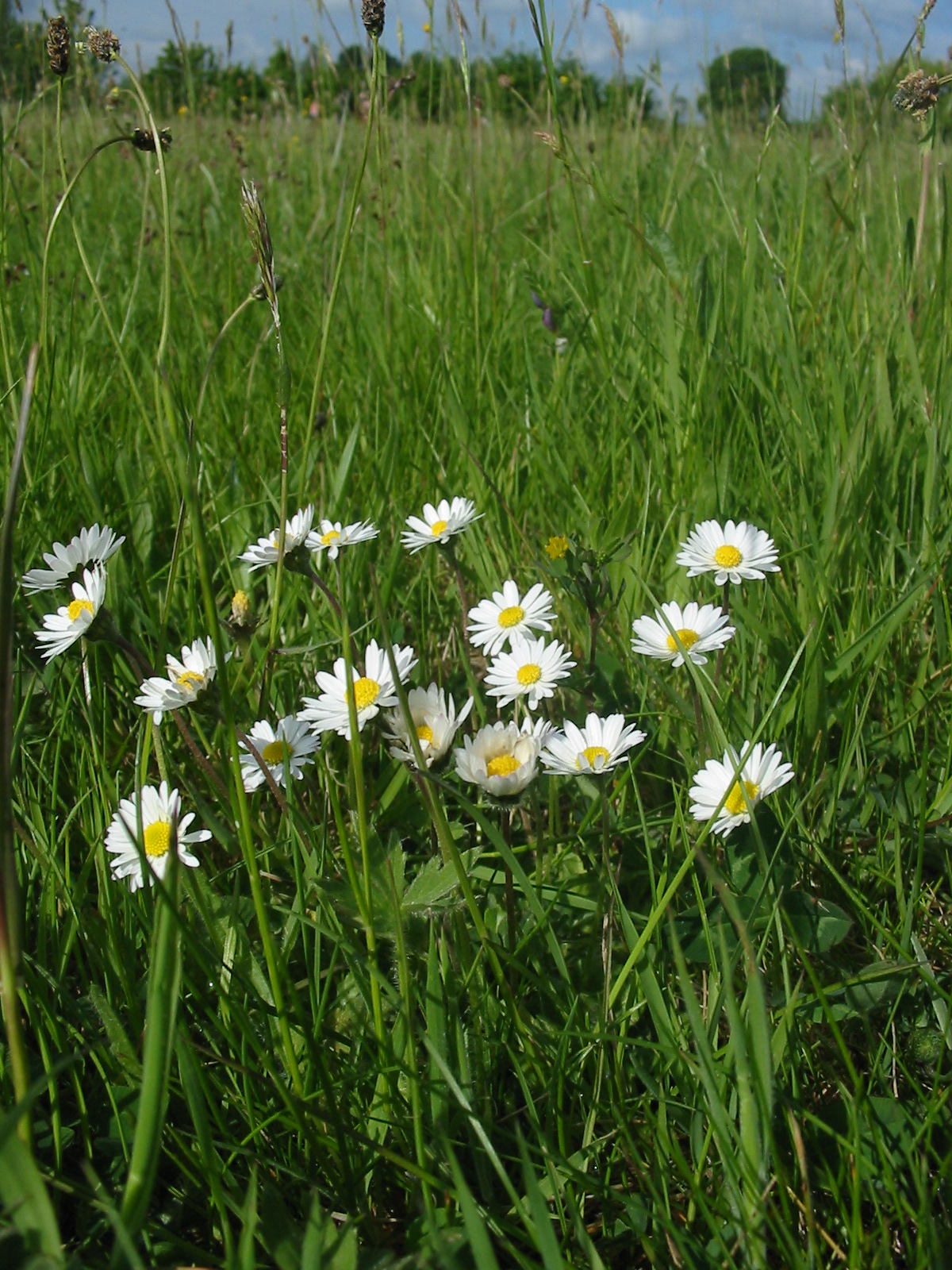 2008-05-Ox-eye Daisy 01