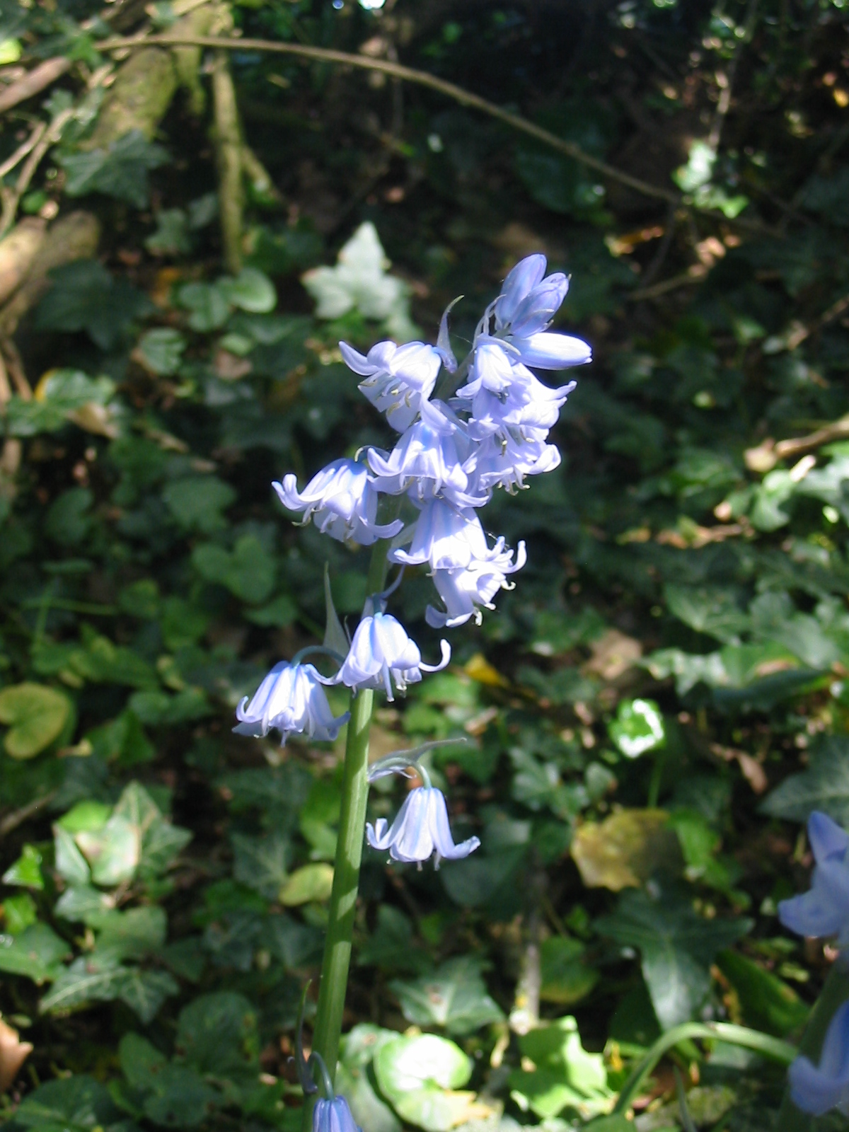 2011-05-Bluebell 02