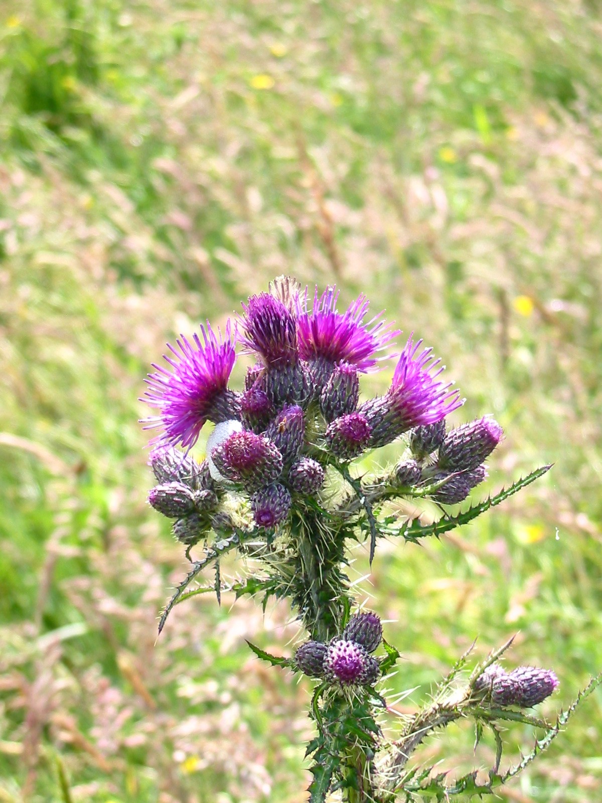 2003-06-Marsh Thistle