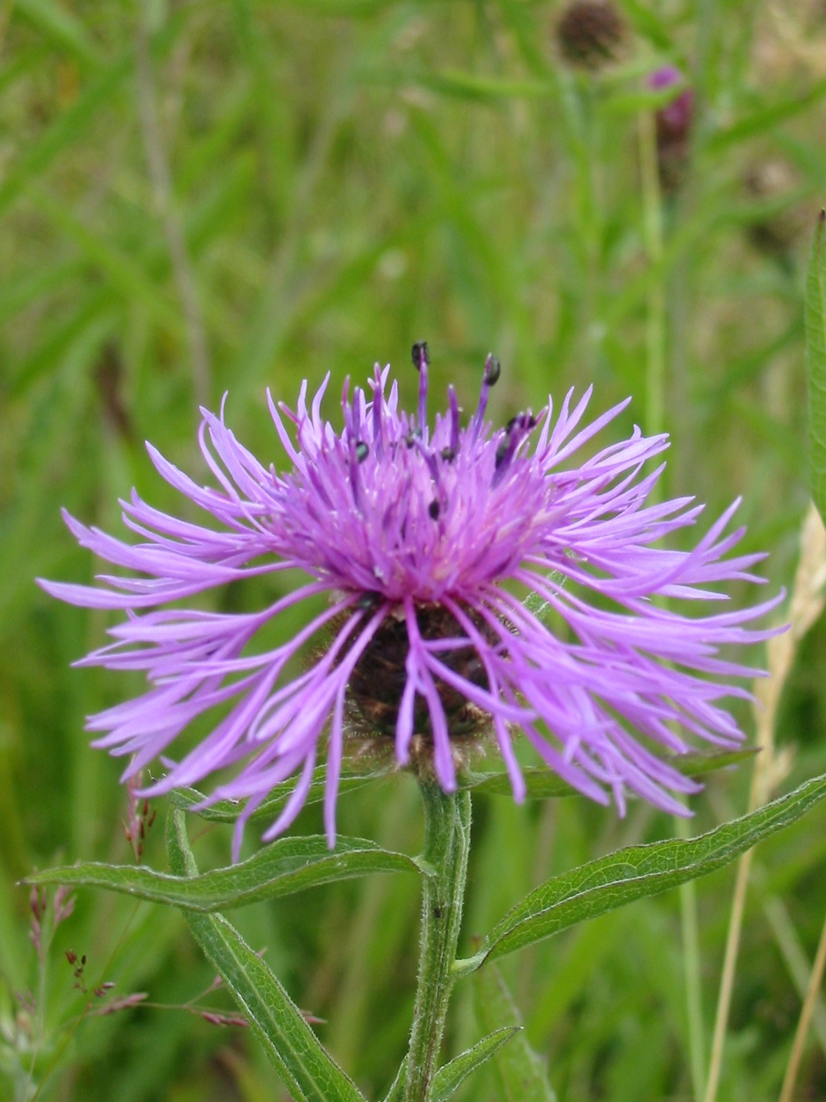 2008-09-Common Knapweed