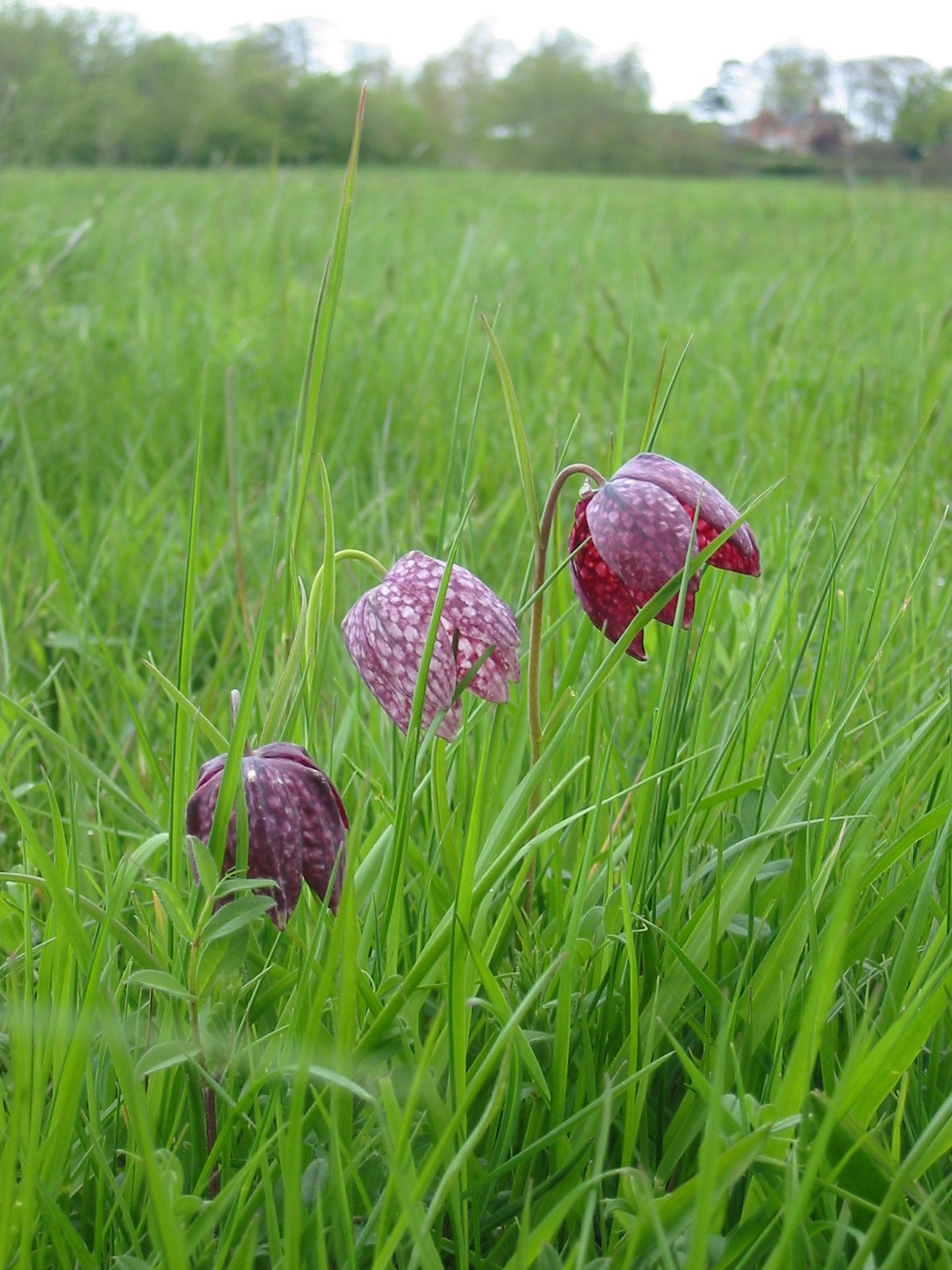 2001-11-Snakeshead Lily Fritillaria
